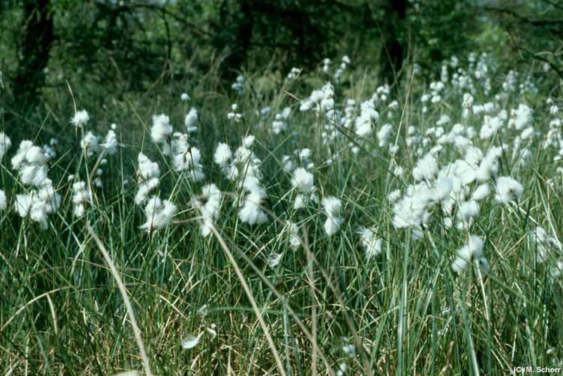 Schmalblaettriges Wollgras